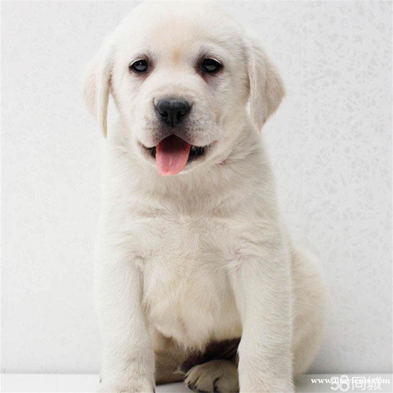 出售纯种拉布拉多幼犬神犬小七寻回犬导盲犬同款包养活