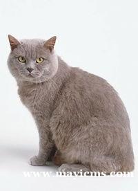 美国短毛猫