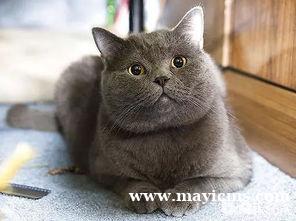 美国短毛猫