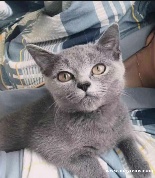 寻猫启事