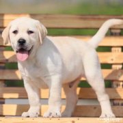 出售纯种拉布拉多幼犬神犬小七寻回犬导盲犬同款包养活