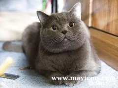 美国短毛猫